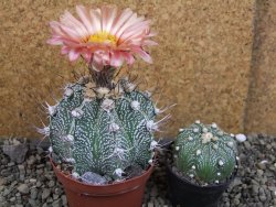 Astrophytum  niveum X red červený květ, akabana, pot 9 cm - 12405337