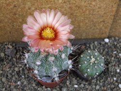 Astrophytum  niveum X red červený květ, akabana, pot 9 cm - 12405338
