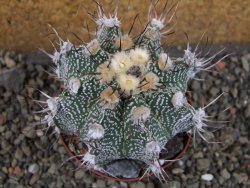 Astrophytum  niveum X red červený květ, akabana, pot 9 cm - 12405340