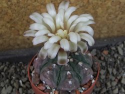 Gymnocalycium vatteri unguispinum, pot 6,5 cm - 12405362