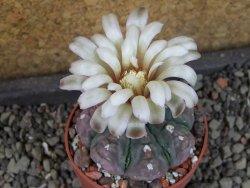 Gymnocalycium vatteri unguispinum, pot 6,5 cm - 12405363