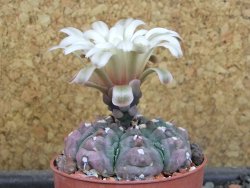 Gymnocalycium vatteri unguispinum, pot 6,5 cm
