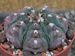 Gymnocalycium vatteri unguispinum, pot 6,5 cm - 12405365