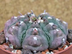 Gymnocalycium vatteri unguispinum, pot 6,5 cm - 12405366