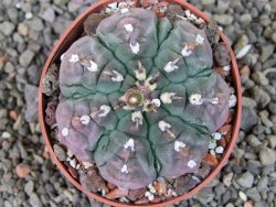 Gymnocalycium vatteri unguispinum, pot 6,5 cm - 12405367