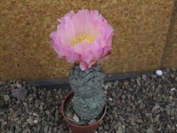 Tephrocactus geometricus Semenáč pot 5,5 cm