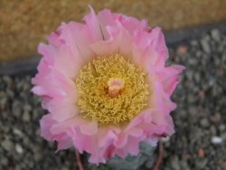 Tephrocactus geometricus Semenáč pot 5,5 cm - 12405369