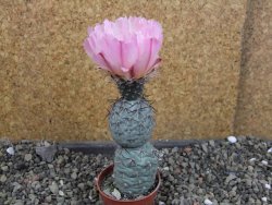 Tephrocactus geometricus Semenáč pot 5,5 cm - 12405370