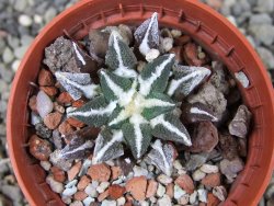 Ariocarpus kotschoubeyanus elephantidens Vista Hermosa pot 5,5 cm - 12405377