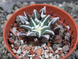 Ariocarpus kotschoubeyanus elephantidens Vista Hermosa pot 5,5 cm - 12405378