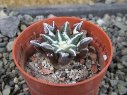 Ariocarpus kotschoubeyanus elephantidens Vista Hermosa pot 5,5 cm - 12405379