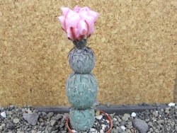 Tephrocactus geometricus Semenáč pot 5,5 cm