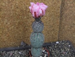 Tephrocactus geometricus Semenáč pot 5,5 cm - 12405387