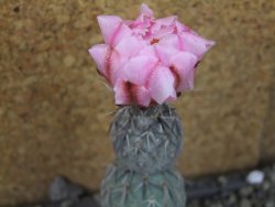 Tephrocactus geometricus Semenáč pot 5,5 cm - 12405388