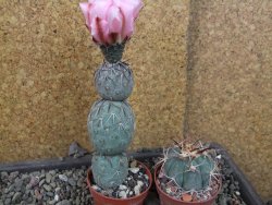 Tephrocactus geometricus Semenáč pot 5,5 cm - 12405389