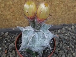 Asrophytum coahuilense Hakuran pot 6,5 cm Roubovaný - 12405407