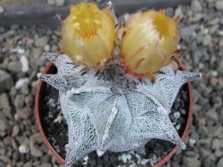 Asrophytum coahuilense Hakuran pot 6,5 cm Roubovaný - 12405408
