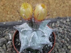 Asrophytum coahuilense Hakuran pot 6,5 cm Roubovaný