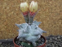 Asrophytum coahuilense Hakuran pot 6,5 cm Roubovaný - 12405410