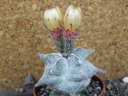 Asrophytum coahuilense Hakuran pot 6,5 cm Roubovaný - 12405411