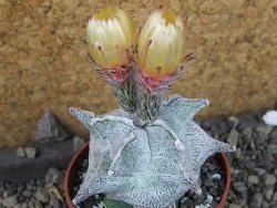 Asrophytum coahuilense Hakuran pot 6,5 cm Roubovaný - 12405412