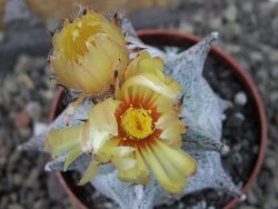 Asrophytum coahuilense Hakuran pot 6,5 cm Roubovaný - 12405413