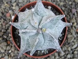 Asrophytum coahuilense Hakuran pot 6,5 cm Roubovaný - 12405414