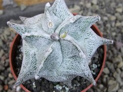 Asrophytum coahuilense Hakuran pot 6,5 cm Roubovaný - 12405415