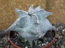 Asrophytum coahuilense Hakuran pot 6,5 cm Roubovaný - 12405418