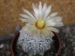 Astrophytum Super Kabuto klon 20/286 pot 6,5 cm Roub. - 12405419
