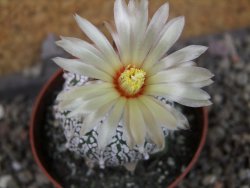 Astrophytum Super Kabuto klon 20/286 pot 6,5 cm Roub. - 12405420