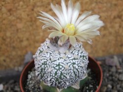 Astrophytum Super Kabuto klon 20/286 pot 6,5 cm Roub. - 12405421