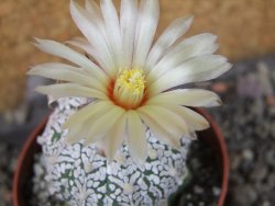 Astrophytum Super Kabuto klon 20/286 pot 6,5 cm Roub. - 12405422