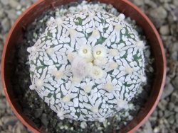 Astrophytum Super Kabuto klon 20/286 pot 6,5 cm Roub.
