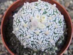 Astrophytum Super Kabuto klon 20/286 pot 6,5 cm Roub. - 12405424