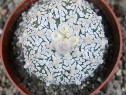 Astrophytum Super Kabuto klon 20/286 pot 6,5 cm Roub. - 12405425