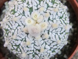 Astrophytum Super Kabuto klon 20/286 pot 6,5 cm Roub. - 12405426