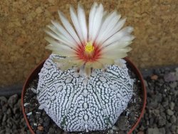Astrophytum Super Kabuto pot 9 cm