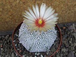 Astrophytum Super Kabuto pot 9 cm - 12405433
