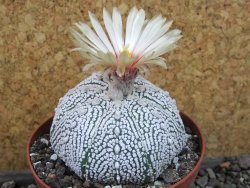 Astrophytum Super Kabuto pot 9 cm - 12405434
