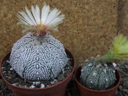 Astrophytum Super Kabuto pot 9 cm - 12405435