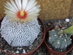 Astrophytum Super Kabuto pot 9 cm - 12405436