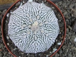 Astrophytum Super Kabuto pot 9 cm - 12405437