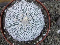 Astrophytum Super Kabuto pot 9 cm - 12405438