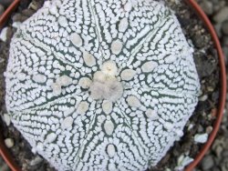 Astrophytum Super Kabuto pot 9 cm - 12405439