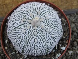 Astrophytum Super Kabuto pot 9 cm - 12405440