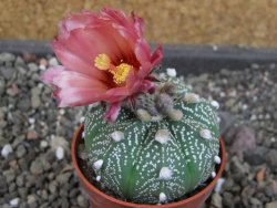 Astrophytum  capricorne X red červený květ, akabana, pot 5,5 cm - 12405477