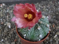 Astrophytum  capricorne X red červený květ, akabana, pot 5,5 cm