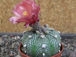 Astrophytum  capricorne X red červený květ, akabana, pot 5,5 cm - 12405479