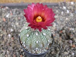 Astrophytum  capricorne X red červený květ, akabana, pot 5,5 cm